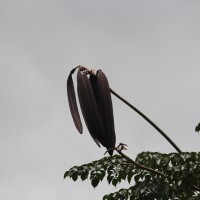 Oroxylum indicum (L.) Kurz